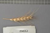 Click for 1 image(s) for this accession. Spike